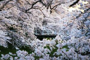 skön körsbär blommar. sakura blommor i japan. resa vår tid. foto