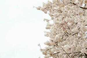 skön körsbär blommar. sakura blommor i japan. resa vår tid. foto