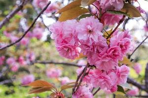 skön körsbär blommar. sakura blommor i japan foto