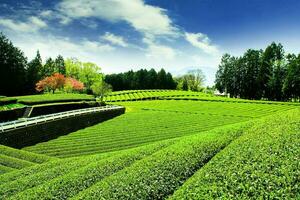 te plantage i shizuoka, obuchi sasaba, japan foto