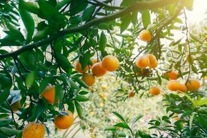 apelsinträd i trädgården foto