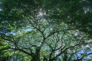 skön natur. lång träd med grön löv. solljus från ovan. se ner. ser solljus från botten se foto