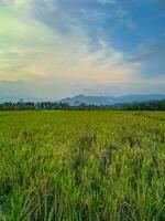 sent eftermiddag ris jordbruk fält landskap. foto