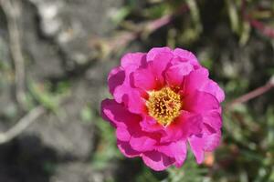 skön blommor av Portulaca portulaca. stor blommor av portulaca. flerfärgad blommor. foto