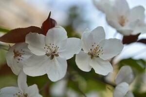 ljus rosa äpple blommar i vår. skön äpple och bokeh blommor. stor blommor. foto