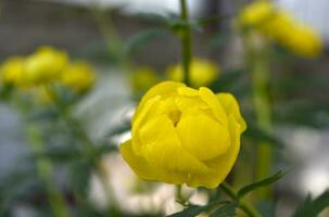 skön gul trädgård blommor. gul blommor av de badning kostym. foto