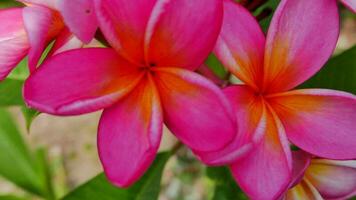 skön frangipani blomma i de tropisk trädgård i de offentlig parkera ibland kallad kamboja blomma under solig dag med grön bakgrund foto