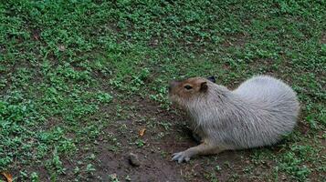 djur- capybara Sammanträde i en fält foto