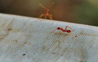 röd myror är ser för livsmedel. foto