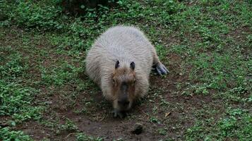 djur- capybara Sammanträde i en fält foto