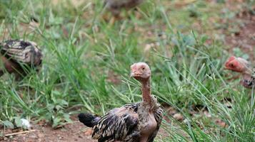 organisk fri räckvidd vild kycklingar på en traditionell fjäderfän bruka gående på en gräs foto