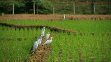vit stork i de mitten av de ris fält foto