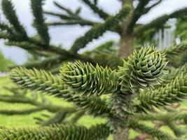 chilenska araucaria. barr- dekorativ träd foto