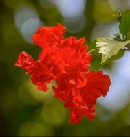 skön blomning blomma foto