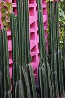 de kaktus trädgård foto