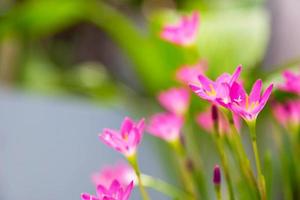 vacker rosa regn lilja blomma foto