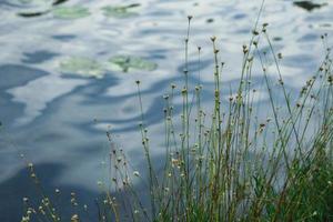 högt gräs med gula blommor som växer på sjöbanken med reflektion av blå himmel i vågigt vattenbakgrund