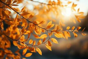 soldränkt höst scen med vibrerande gul löv på grenar ai genererad foto
