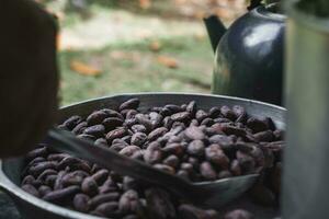 organisk kakao bönor i överflöd foto