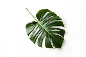 grön monstera lämna på en enkel vit bakgrund ai genererad foto