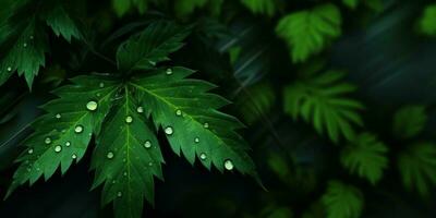 mörk grön löv och liten droppe vatten kopia Plats bakgrund foto