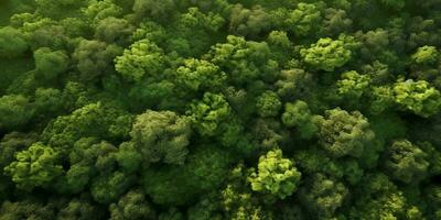 grön tall skog suddig bakgrund, ai genererad foto