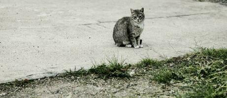 skön katt Sammanträde på de gata foto