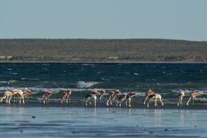 flamingos i havslandskap, patagonien, argentina foto