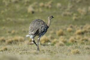 mindre rhea, pterocnemi pennata ,torres del paine nationell parkera, patagonien, Chile. foto