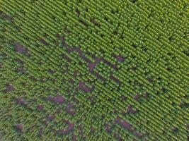 solros odling, antenn se, i pampas område, argentina foto