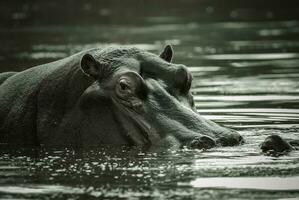 afrikansk flodhäst, söder afrika, i skog miljö foto