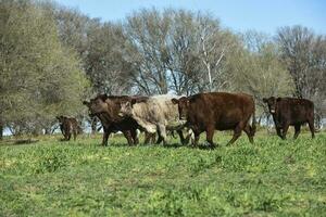 exportera kor produktion i de argentine landsbygden, buenos sänds provins, argentina. foto