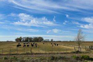 nötkreatur besättning i argentine landsbygden, la pampa provins, patagonien, argentina. foto