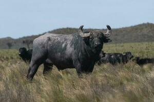 vatten buffel, bubalus bubalis, arter infördes i argentina, la pampa provins, patagonien. foto