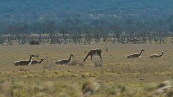 lama djur, , i pampas gräsmark miljö, la pampa provins, patagonien, argentina foto