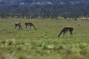 lama djur, , i pampas gräsmark miljö, la pampa provins, patagonien, argentina foto