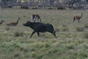 vatten buffel, bubalus bubalis, arter infördes i argentina, la pampa provins, patagonien. foto