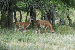 lama djur, , i pampas gräsmark miljö, la pampa provins, patagonien, argentina foto