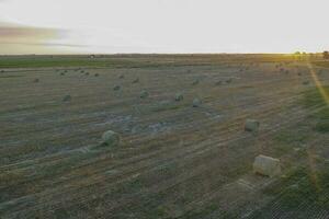 gräs bal i de pampas landsbygden, buenos sänds provins, argentina foto