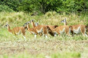 lama djur, , i pampas gräsmark miljö, la pampa provins, patagonien, argentina foto