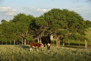 nötkreatur höjning med naturlig betesmarker i pampas landsbygden, la pampa provinsen, Patagonien, argentina. foto