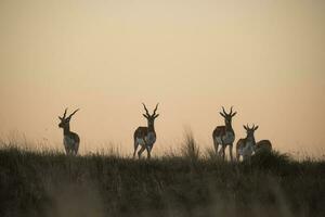 blackbuck antilop i pampas enkel miljö, la pampa provins, argentina foto