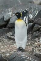 kejsare pingvin, aptenodytes forsteri, i hamn lockroy, goudier ö, antartica. foto