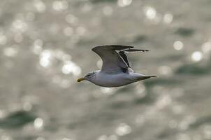 hav mås i flyg, larus dominicanus, patagonien, argentina foto