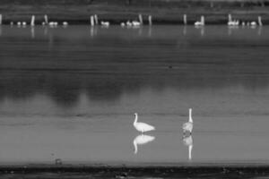 coscoroba svanar i lagun miljö, la pampa provins, patagonien, argentina. foto