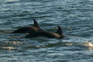 späckhuggare attackera hav lejon, patagonien argentina foto