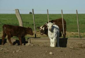 vit korthorn kalv , i argentine landsbygden, la pampa provins, patagonien, argentina. foto