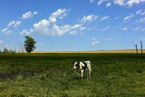 stutar matad på bete, la pampa, argentina foto