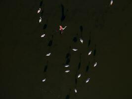 flamingos flock,la pampa, patagonien argentina foto