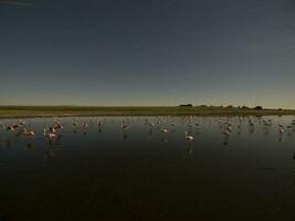 flamingos i patagonien , antenn se foto